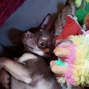 Meet your Posher, Wanda